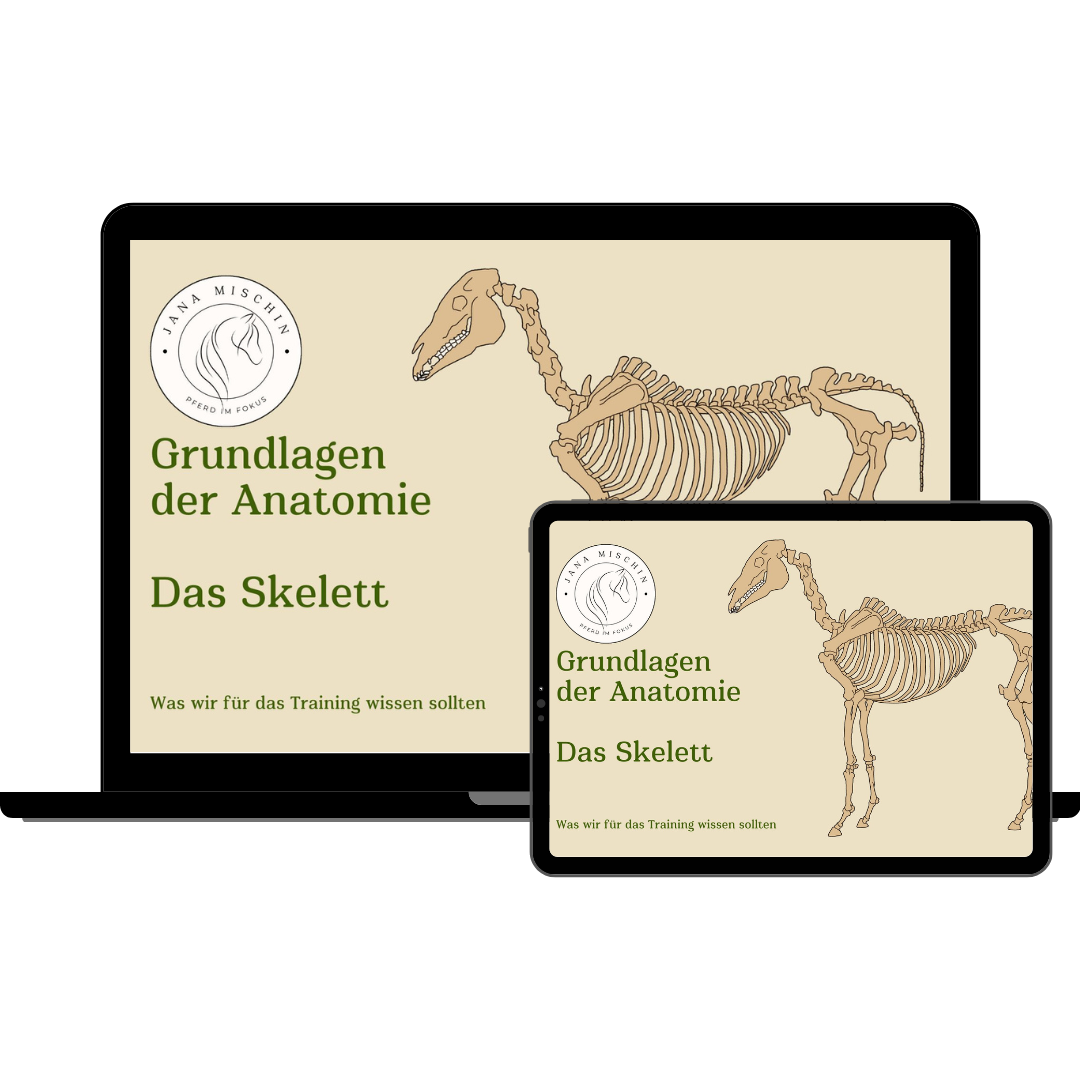 Webinar Anatomie Die Grundlagen Das Skelett Jana Mischin